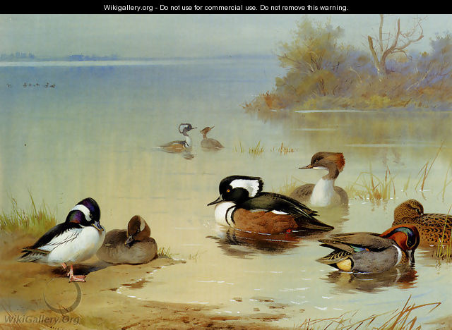 Buffel-headed duck,, American green-winged teal and hooded merganser - Archibald Thorburn