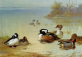 Ducks