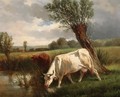 Cows - Aleksander Raczynski