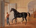 Stallion Logic (Der Hengst Logic) - Albrecht Adam