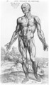 Anatomical Study, illustration from De Humani Corporis Fabrica by Andreas Vesalius 1514-64 Basel, 1543 3 - Andreas Vesalius