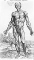 Anatomical Study, illustration from De Humani Corporis Fabrica by Andreas Vesalius 1514-64 Basel, 1543 3 - Andreas Vesalius