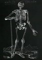 Human Skeleton 2 - Andreas Vesalius