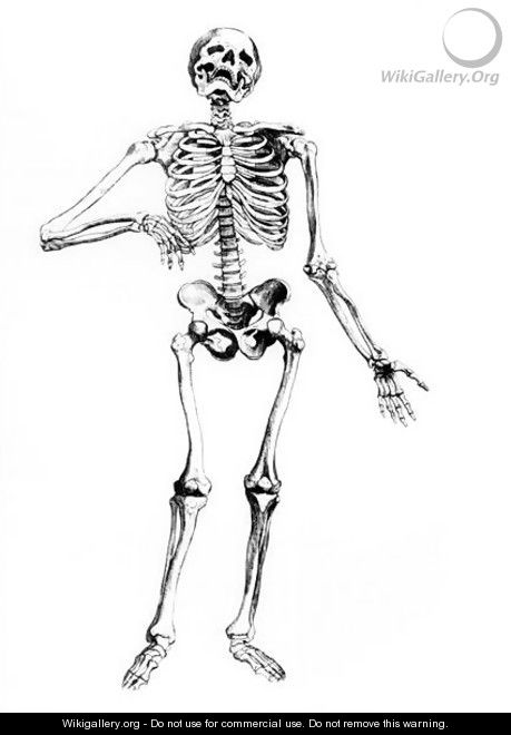 Human Skeleton - Andreas Vesalius