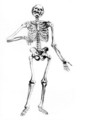 Andreas Vesalius