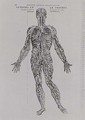 Veins and Arteries system - Andreas Vesalius