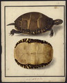 Chrysemys picta, before 1792 - Friedrich Wilhelm Wunder