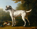 Grey spotted hound, 1738 - John Wootton