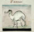 Mother Camel and her Calf - Gungaram Tambat
