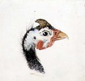 Guinea Fowl, from The Farnley Book of Birds, c.1816 - Joseph Mallord William Turner