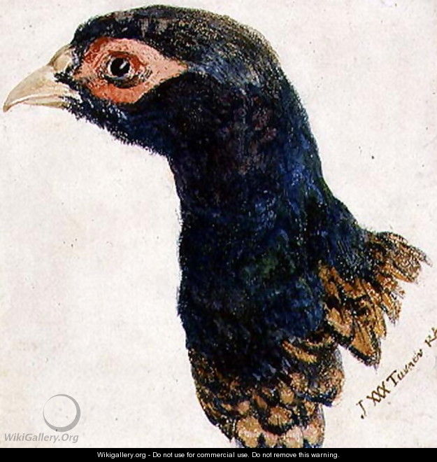 Cock Pheasant, The Farnley Book of Birds, c.1816 - Joseph Mallord William Turner