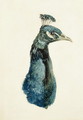 Peacock, from The Farnley Book of Birds, c.1816 - Joseph Mallord William Turner