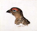 Head of Grouse, from The Farnley Book of Birds, c.1816 - Joseph Mallord William Turner