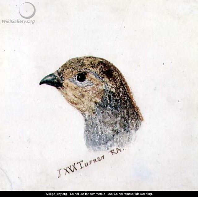 Partridge, from The Farnley Book of Birds, c.1816 - Joseph Mallord William Turner