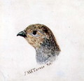 Partridge, from The Farnley Book of Birds, c.1816 - Joseph Mallord William Turner