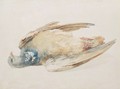 Pigeon, from The Farnley Book of Birds, c.1816 - Joseph Mallord William Turner