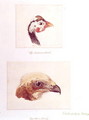 The Guinea Fowl and the Moor Hawk - Joseph Mallord William Turner