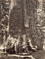 Base of the Grizzly Giant, from The Yosemite Book: A Description of the Yosemite Valley and the Adjacent Region of the Sierra Nevada, and of the Big Trees of California, by Josiah Dwight Whitney (1819-96) published 1868 - Carleton Emmons Watkins