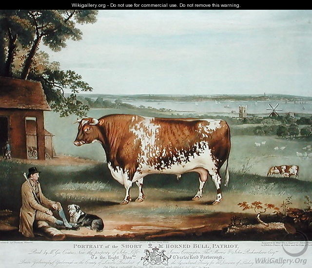 A Short Horned Bull, Patriot, engraved by William Ward, Shrewsbury, 1810 - Thomas Weaver
