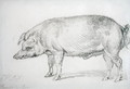 Hereford Boar, c.1803-04 - James Ward