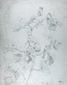 Study of a Climbing Plant - James Ward