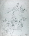 Study of a Climbing Plant - James Ward