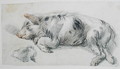 Sleeping Pig - James Ward