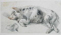 Sleeping Pig - James Ward