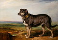 Portrait of Vic, a Spanish Bloodhound, c.1818-20 - James Ward