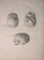 Albinus II, Tab. III, Cranial bone, illustration from 'Tabulae ossium humanorum', by Bernhard Siegfried Albinus (1697-1770), published by J.&H. Verbeek, bibliop. 1753, Leiden, 1753 - Jan Wandelaar