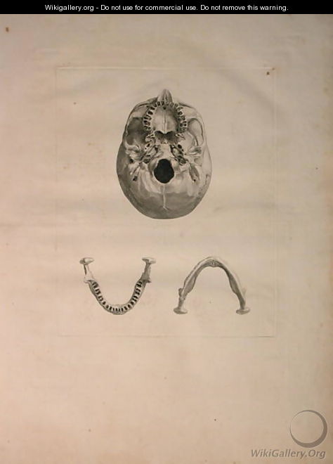 Albinus II, Tab. II, Skull, illustration from 