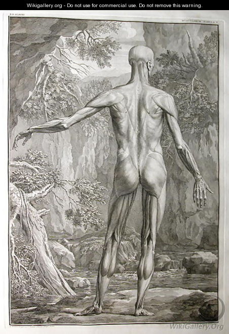 Albinus I, Tab. V: Musculature, illustration from 