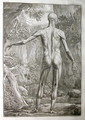 Albinus I, Tab. V: Musculature, illustration from 'Tabulae sceleti et musculorum corporis humani', by Bernhard Siegfried Albinus (1697-1770), published by J.&H. Verbeek, bibliop., Leiden, 1740 - Jan Wandelaar