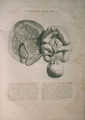Albinus, Uterus II, Tab. V, illustration from 'Tabulae ossium humanorum', by Bernhard Siegfried Albinus (1697-1770), published by J.&H. Verbeek, bibliop., Leiden, 1748 - Jan Wandelaar