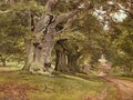 The Oak's Massive Trunk, Aldermaston Park, Berkshire, 1912 - Edward Wilkins Waite