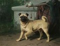 Pug - Conradyn Cunaeus