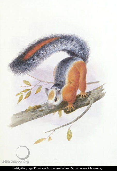 Squirrel, October 1850 - Joseph Wolf