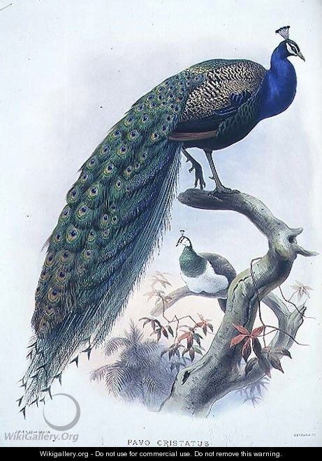 Pavo cristatus (Common Peafowl) plate 3 from Vol I of 