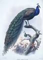 Pavo cristatus (Common Peafowl) plate 3 from Vol I of 
