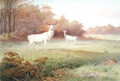 Cervus elaphus (White Variety), from The Knowsley Menagerie, October 24th 1850 - Joseph Wolf