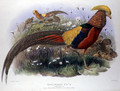 Thaumalea picta - Joseph Wolf