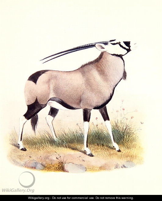 The Gemsbok, from The Book of Antelopes - Joseph Wolf