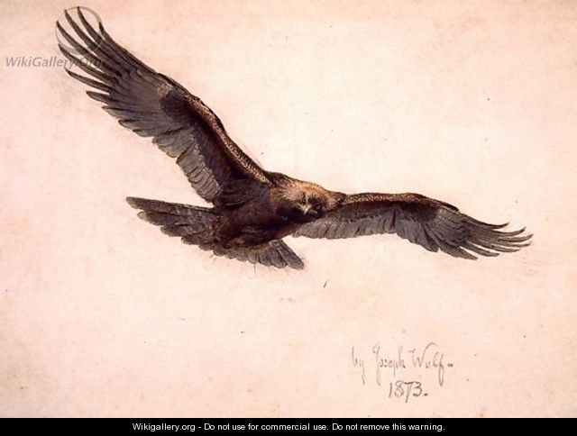 Eagle in flight, 1873 - Joseph Wolf