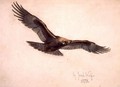 Eagle in flight, 1873 - Joseph Wolf