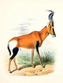 Antelope, from The Book of Antelopes - Joseph Wolf