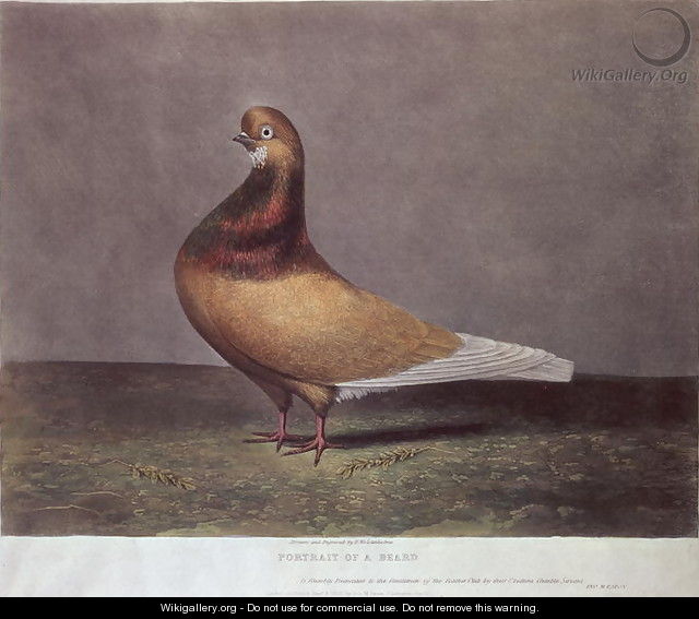 Portrait of a Beard Pigeon - D. Wolsenholme