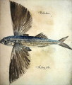 Flying-Fish - John White