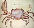 Land Crab - John White