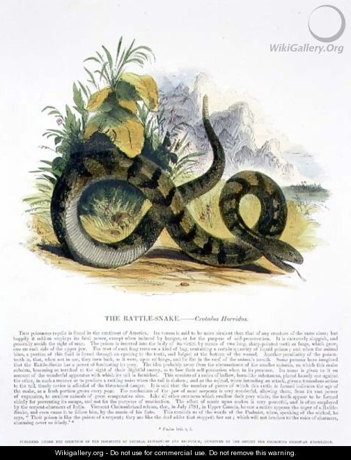 The Rattle-Snake (Crotalus horridus) educational illustration pub. by the Society for Promoting Christian Knowledge, 1843 - Josiah Wood Whymper