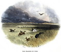 Prairie on Fire, from Phenomena of Nature, 1849 - Josiah Wood Whymper